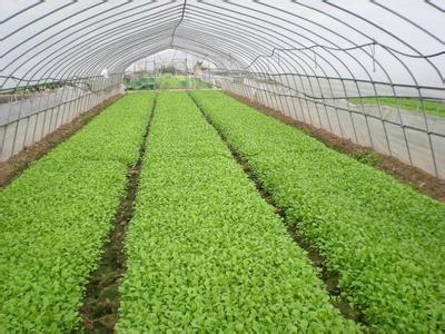 淺談微生物肥的農業(yè)應用